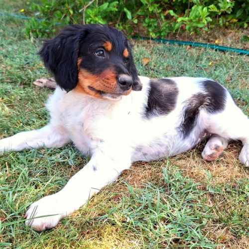 Chiots épagneul breton lof grd origines #6