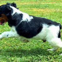 Chiots épagneul breton lof grd origines #1