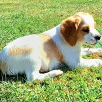 Chiots épagneul breton lof grd origines #3