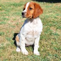 Chiots épagneul breton lof grd origines #4