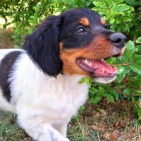 Chiots épagneul breton lof grd origines #5