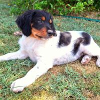 Chiots épagneul breton lof grd origines #6