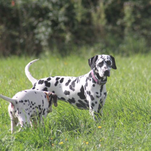 Uma cherche sa famille