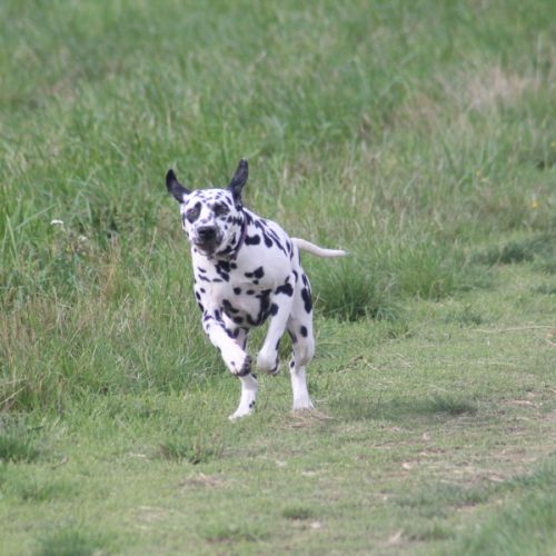 Uma cherche sa famille #2