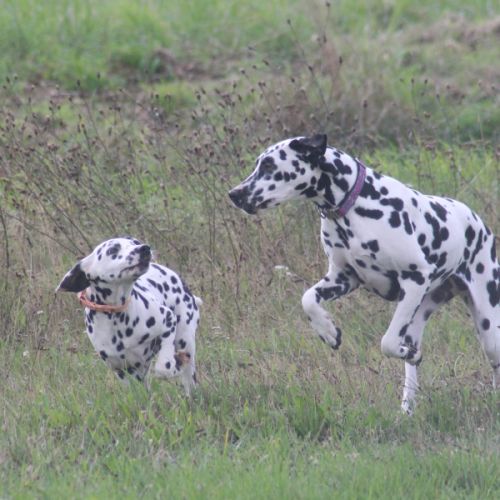 Uma cherche sa famille #4