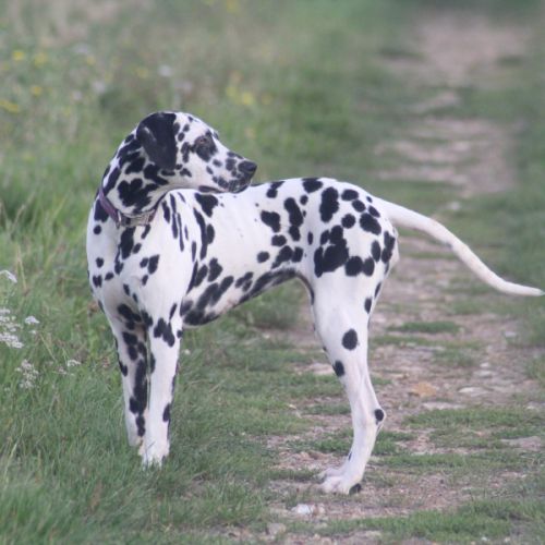 Uma cherche sa famille #5