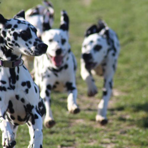 Uma cherche sa famille #6