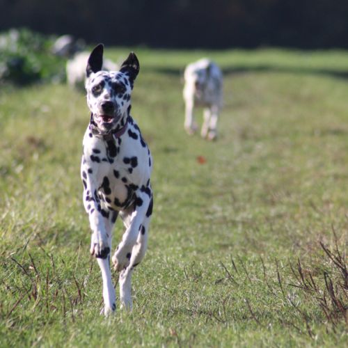 Uma cherche sa famille #7