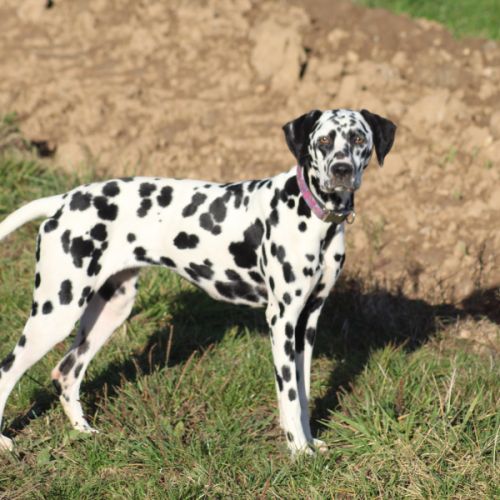 Uma cherche sa famille #8