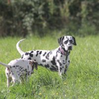 Uma cherche sa famille #0