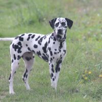 Uma cherche sa famille #3