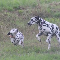 Uma cherche sa famille #4