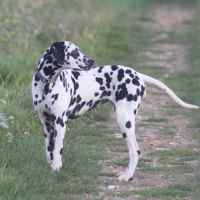 Uma cherche sa famille #5