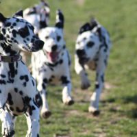 Uma cherche sa famille #6