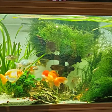 Poisson rouge voile de chine #2