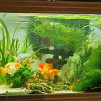 Poisson rouge voile de chine #2