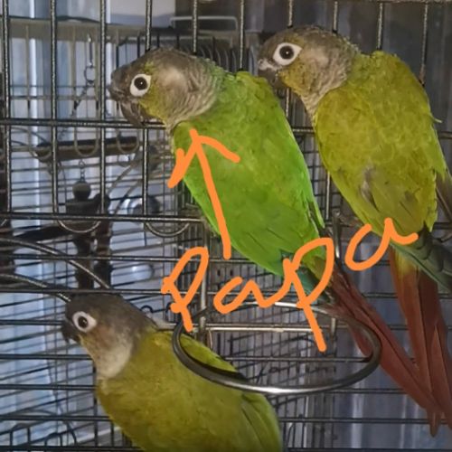 Pyrrhura molinae avril 2025 man eam epp #2