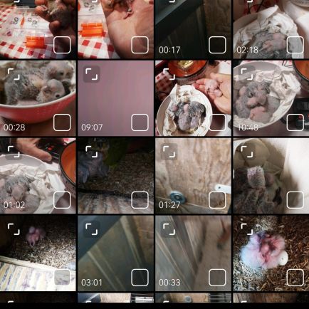 Pyrrhura molinae avril 2025 man eam epp #4