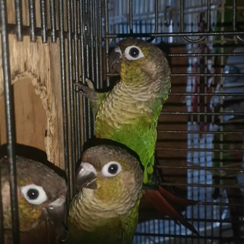 Pyrrhura molinae avril 2025 man eam epp #5