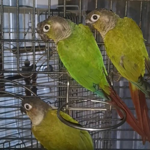 Pyrrhura molinae avril 2025 man eam epp #6