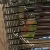 Pyrrhura molinae avril 2025 man eam epp #3