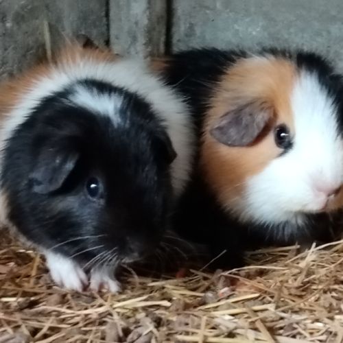 Deux femelles cochon d'inde pl trico #2