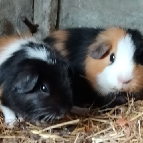 Deux femelles cochon d'inde pl trico #3