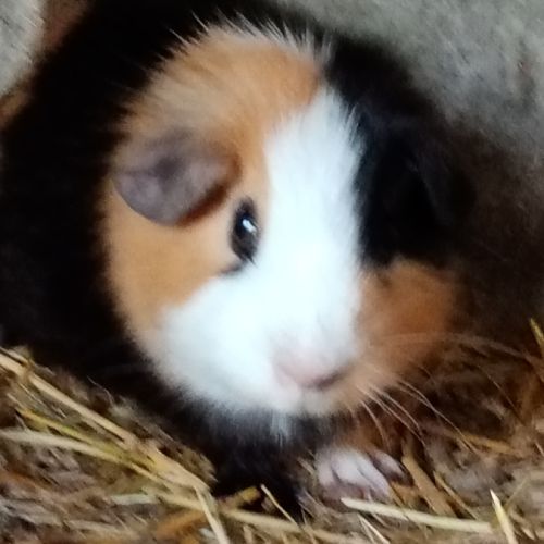 Deux femelles cochon d'inde pl trico #4