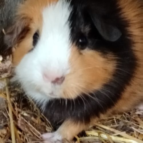 Deux femelles cochon d'inde pl trico #0