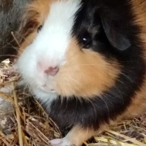 Deux femelles cochon d'inde pl trico #7