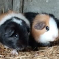 Deux femelles cochon d'inde pl trico #1