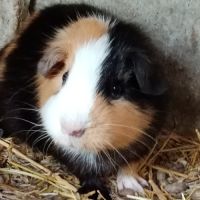 Deux femelles cochon d'inde pl trico #5