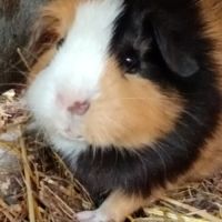 Deux femelles cochon d'inde pl trico #7