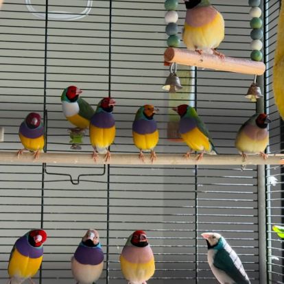 Vends 12 diamants de gould multicolores vert bleu #0