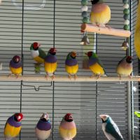 Vends 12 diamants de gould multicolores vert bleu