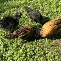 Poules padoue #1
