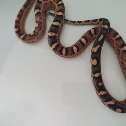 Serpent des blés scaleless femelle #1