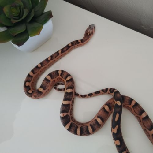 Serpent des blés scaleless femelle #2