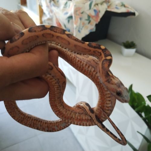 Serpent des blés scaleless femelle #0