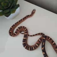 Serpent des blés scaleless femelle #2