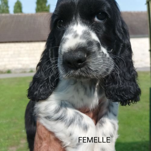 Chiots type cocker anglais spaniel #0