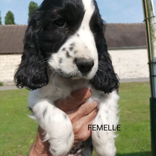 Chiots type cocker anglais spaniel #2