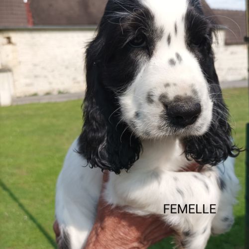 Chiots type cocker anglais spaniel #3
