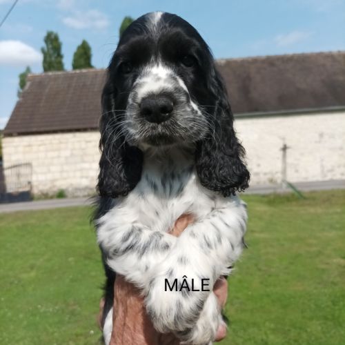 Chiots type cocker anglais spaniel #4