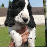 Chiots type cocker anglais spaniel #2