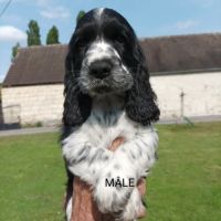 Chiots type cocker anglais spaniel #4