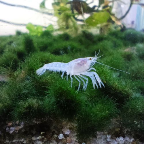 Écrevisses cambarellus diminutus