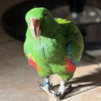 Eclectus male