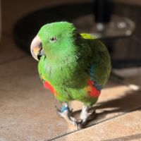 Eclectus male #2