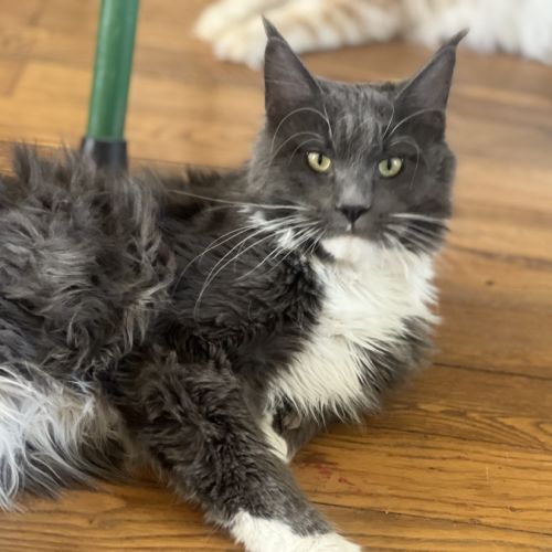 Chatons maine coon loof #1